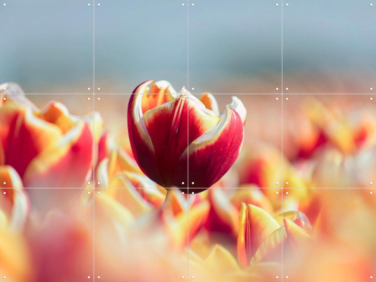 IXXI Among the Tulips, Claire Droppert - 80 x 60 cm - Gratis ophangtool - Grote wanddecoratie en posters - Fotografie, Eetkamer, Woonkamer