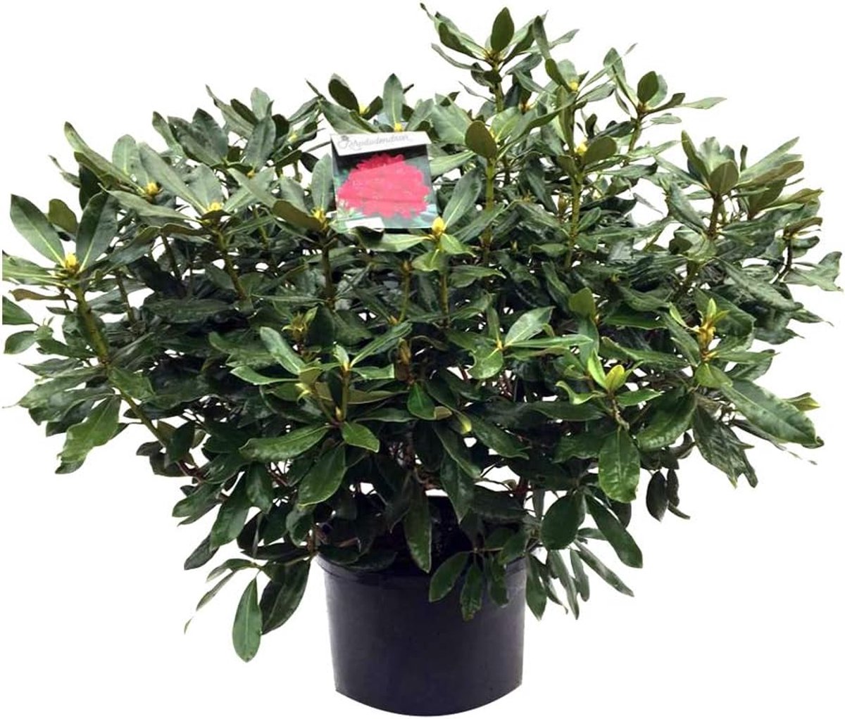 Rhododendron plant - Altijdgroene struik - Tuin decoreren - Rijk bloeiend rood - 40-50cm - Rood