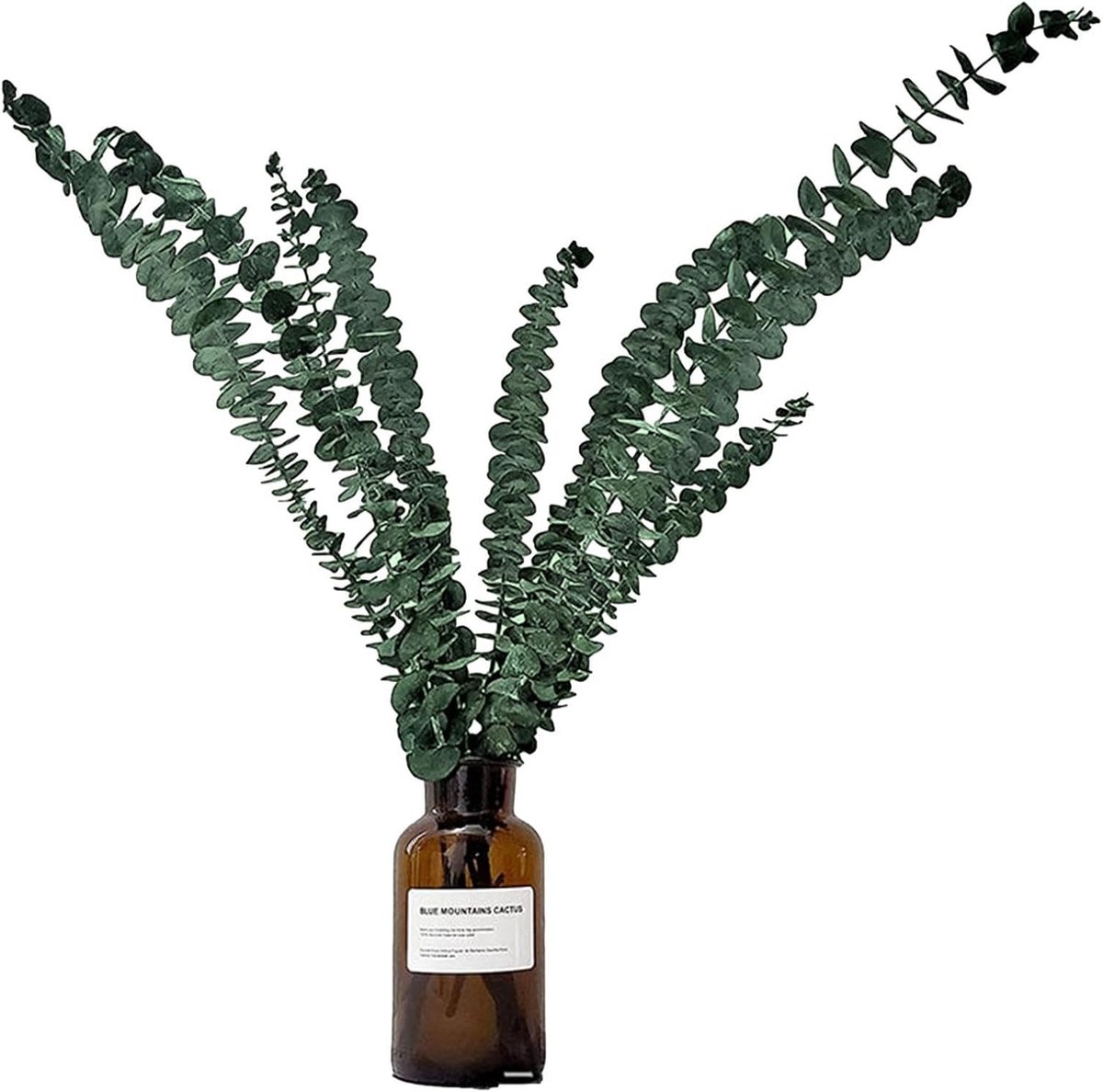 Gedroogde Eucalyptus - Decoratie Stengels - Ontspannende Douche - Natuurlijk Aroma - 10 Stuks - Groen