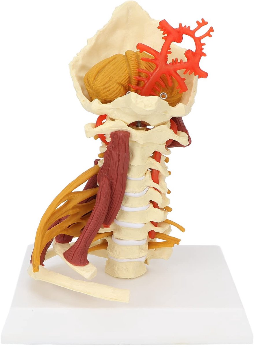 Dailygoods- Wervelmodel Cervicale Wervelkolom - Anatomisch Model - Nekspiermodel - Spinale Zenuwen - Halsslagader Model - Educatief hulpmiddel