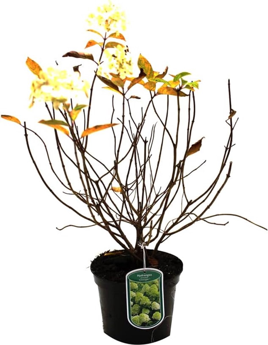 Pluimhortensia - Bloeiende struik - Tuin decoratie - Lange bloeiperiode - 40-50 cm - Groen