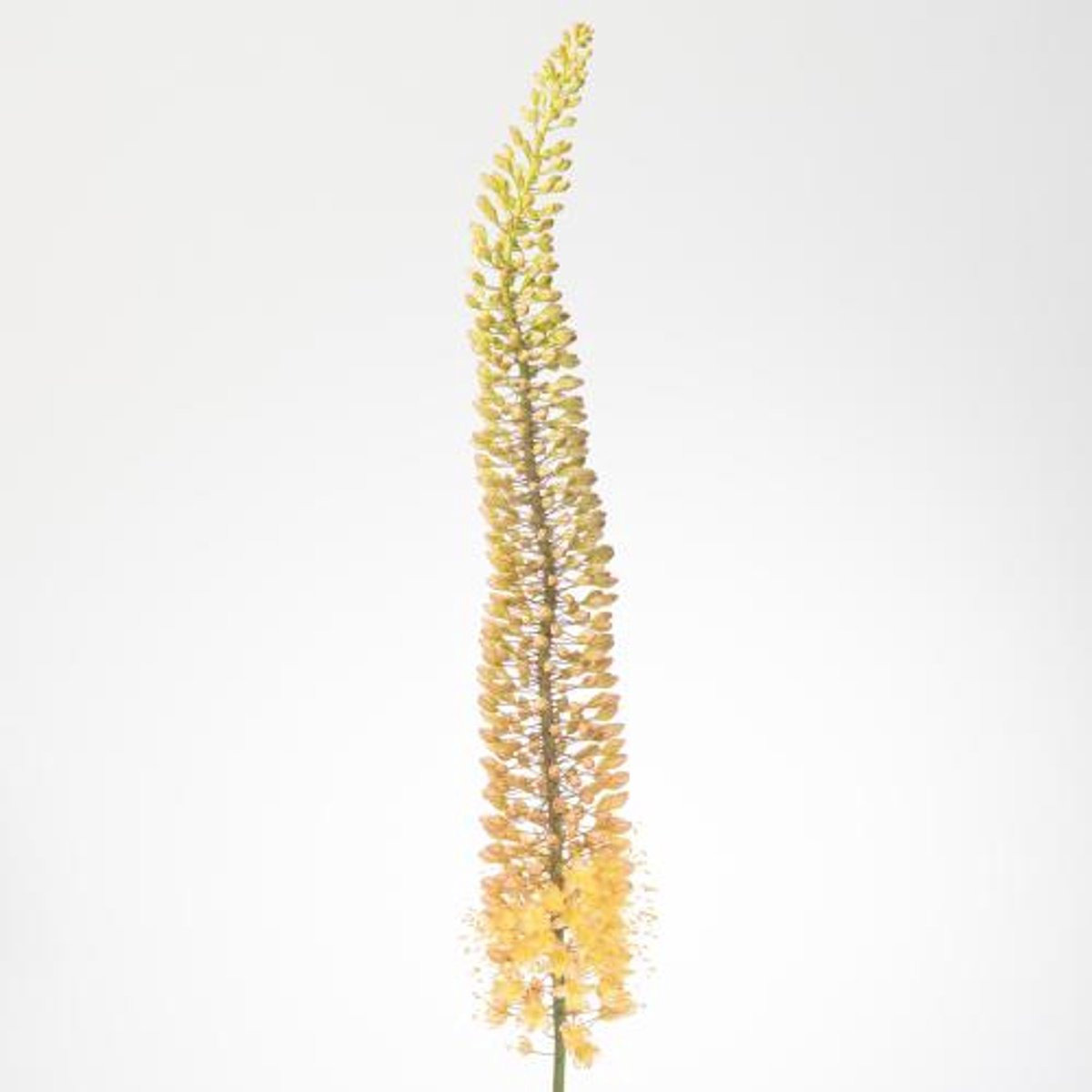 10x Eremur.emmy-ro 80cm