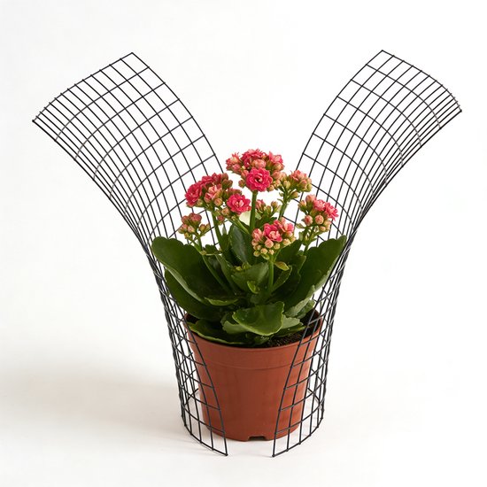 Plantenbeschermers, Metalen Plantenkooien, Dierbestendige Draad, Voor De Bescherming Van Binnen- en Buitenplanten. — afbeelding 2