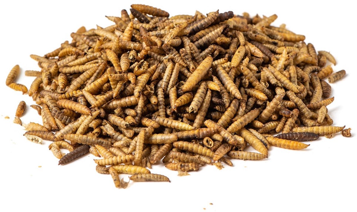 Voerwaarts - Black soldier fly larve - 15kg - Calciworms