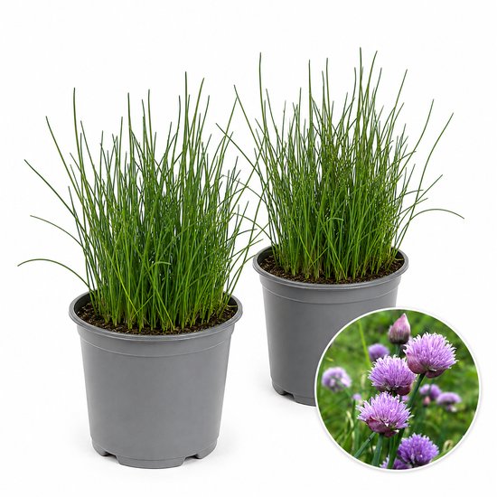 Bieslook in groene pot voor culinair gebruik