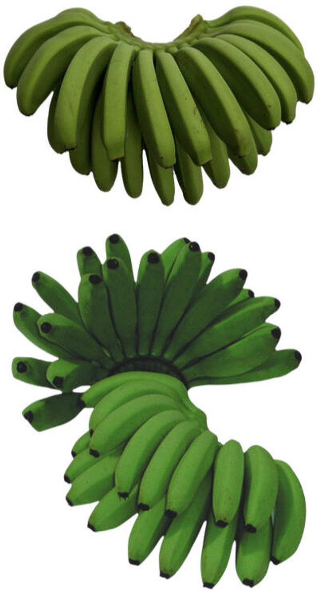 12x Musa lady fingers green 10cm