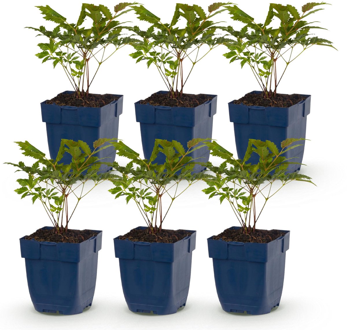 Vasteplant - Astilbe (A) Fanal - Pluimspirea - Schaduw - Rood - 6 Planten - Pot 11cm - Hoogte 15-25cm