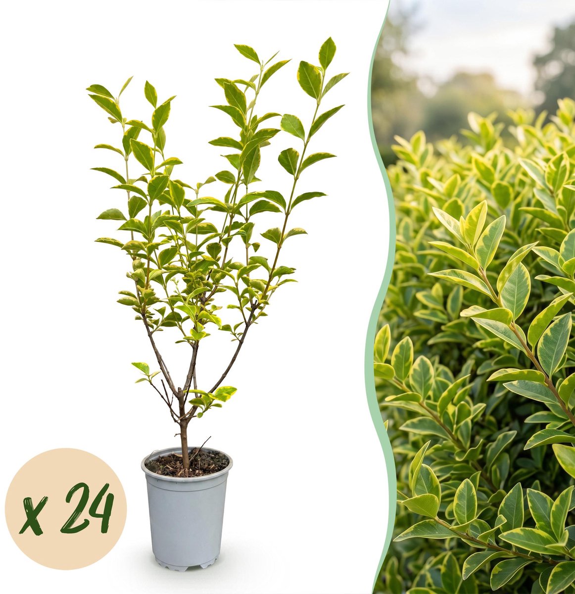 24x Ligustrum ovalifolium Aureum - Bontbladige Liguster - Haagplanten - Groenblijvend - Bont - Pot 9cm - Hoogte 35-45cm