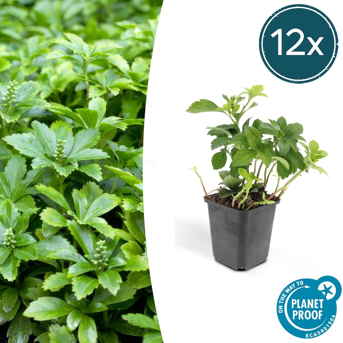 12x Pachysandra term. 'Green Carpet' - 10-25cm - Ø9cm