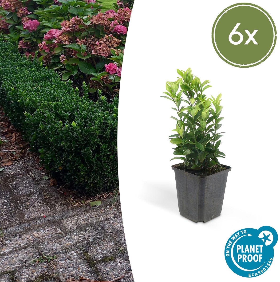 6x Euonymus jap. Green Spire - 10-25cm - Ø9cm