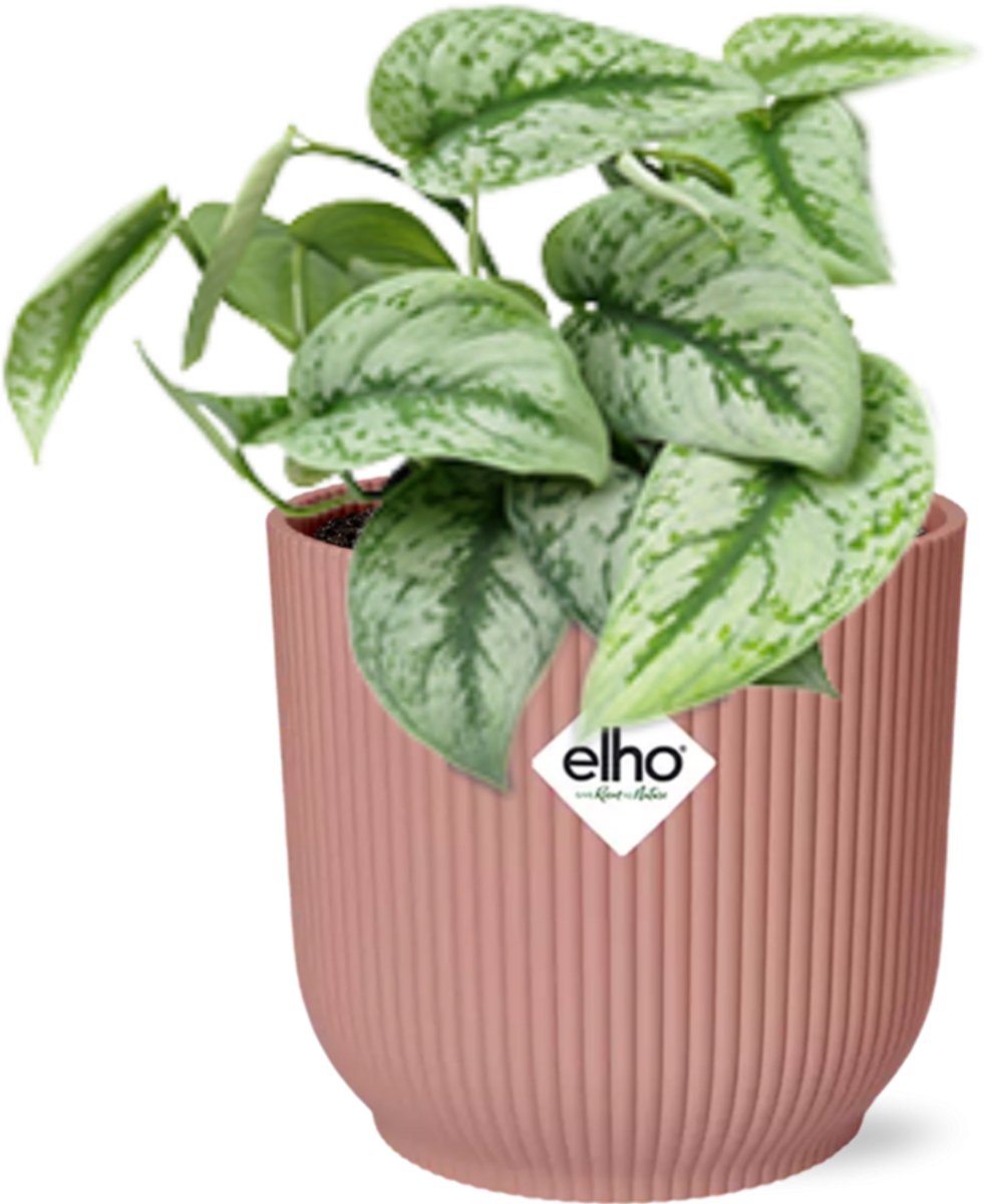 Scindapsus Pictus ‘Trebie’ in ELHO Vibes Fold 14cm roze