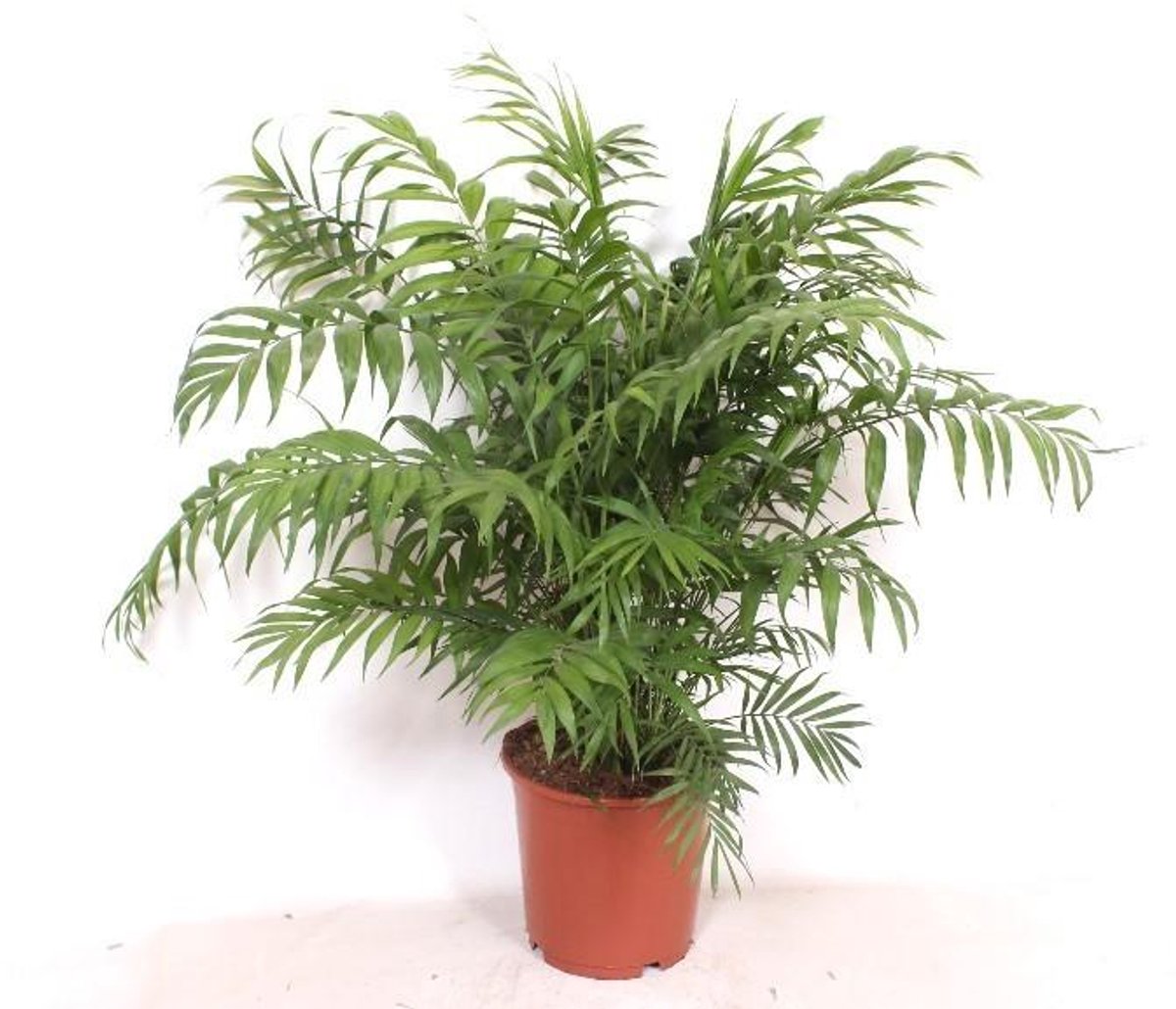 Chamaedorea Elegans - 100 cm - Ø24cm