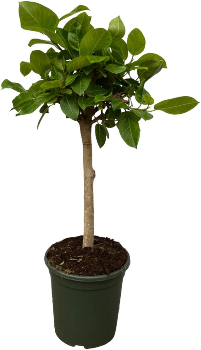Ficus Altissimo variegata - 100 cm - Ø21cm