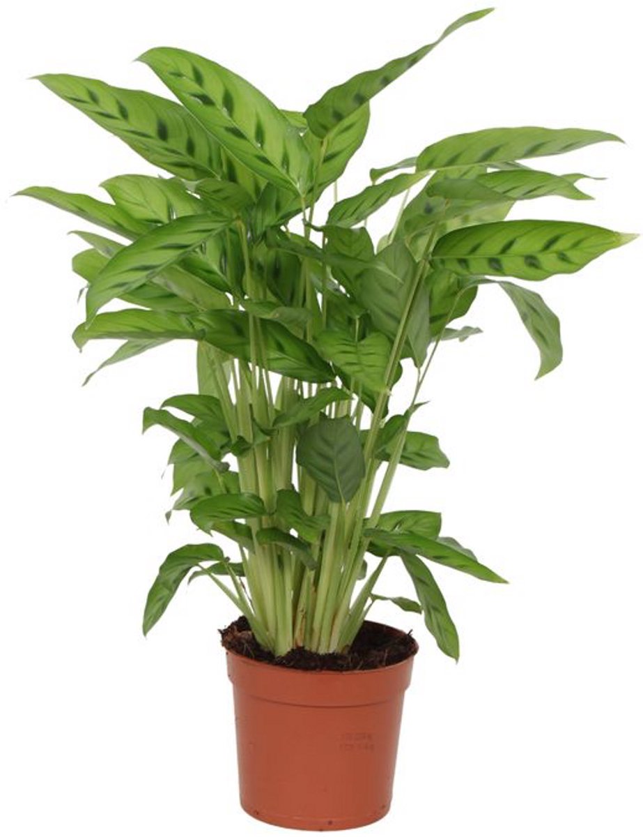 Calathea Leopardina - 35 cm - Ø12cm