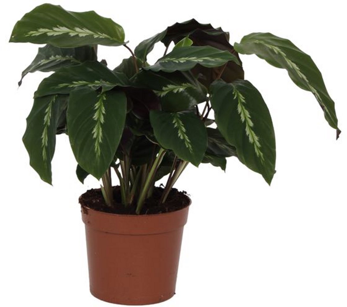 Calathea Maui Queen - 35 cm - Ø12cm