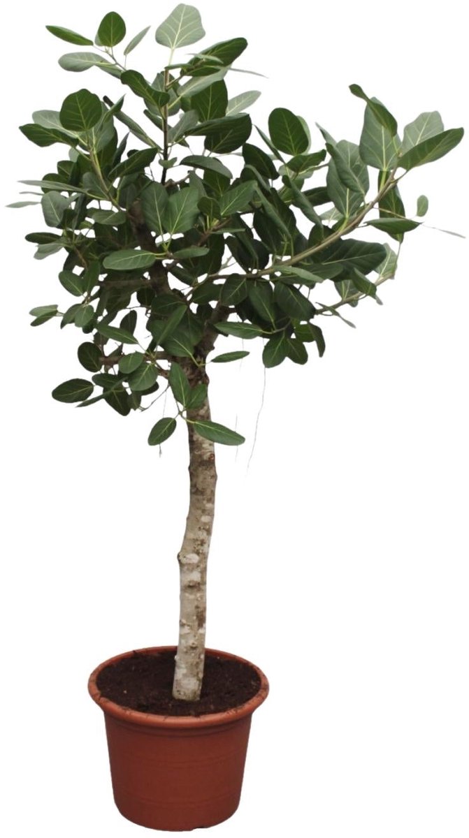 Ficus Benghalensis boom - 200 cm - ø50