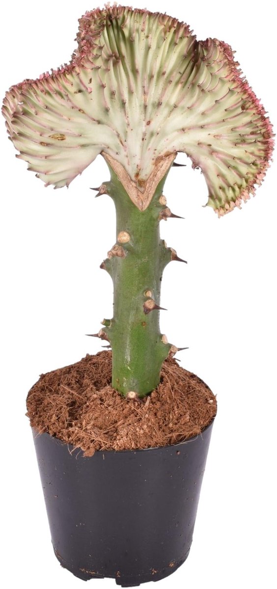 Euphorbia lactea Cristata rood - 35 cm - ø12