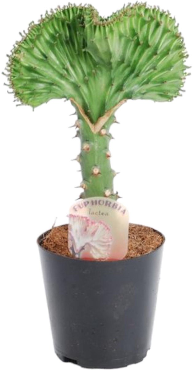 Euphorbia lactea Cristata groen - 30 cm - ø10,5