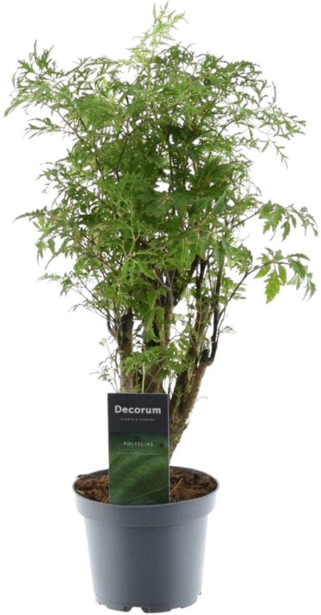 Polyscias Hawaiiana Ming - 45 cm - ø12