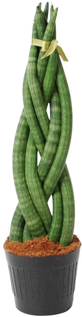 Sansevieria cylindrica 'Twist' - 40 cm - ø10,5