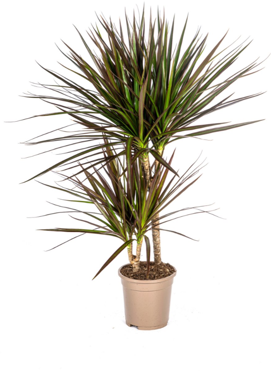 Dracaena Marginata Magenta Ø17cm - 50 - 70cm