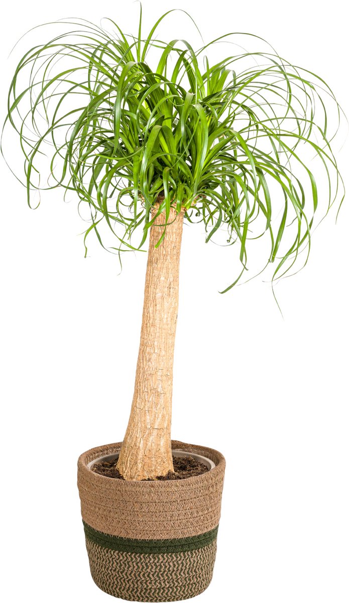 Beaucarnea Recurvata Stam met mand Ø24cm - 80 - 100cm