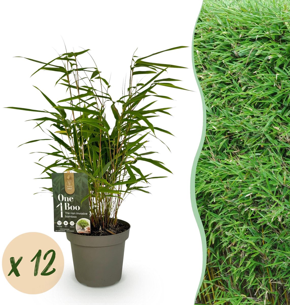 Bamboe - Fargesia Rufa - Bladhoudend - Niet Woekerend - Groen - 12 Planten - Pot 14cm - Hoogte 35cm
