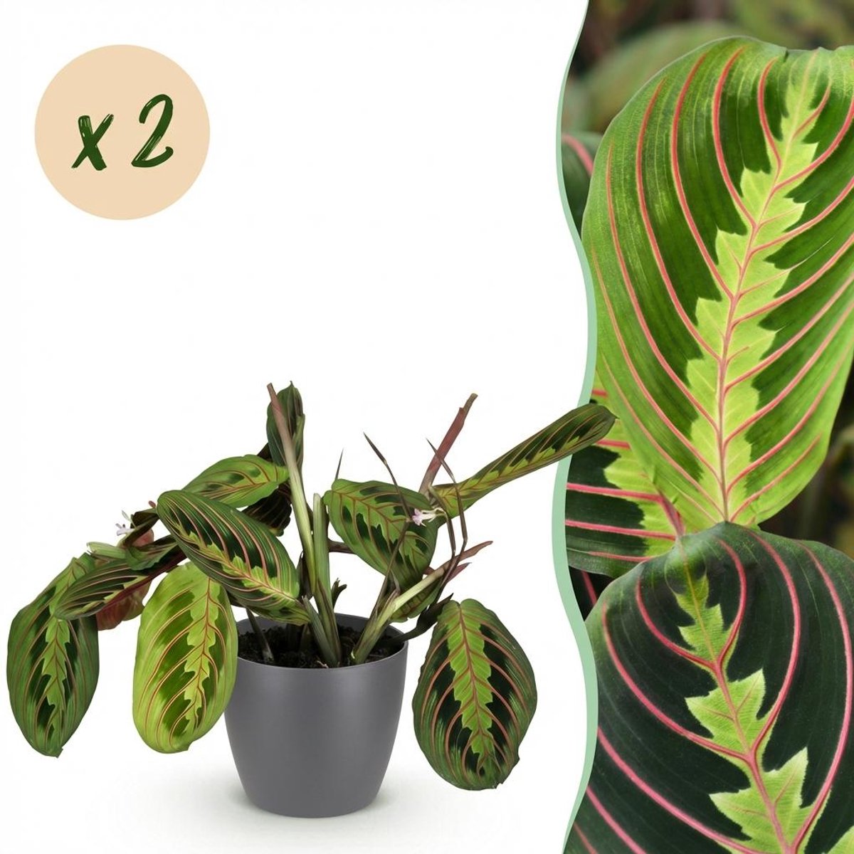 Kamerplant - Maranta Fascinator Tricolour - Gebedsplant - Huisdiervriendelijke Plant - Groen - 2 Planten - met Potter Grijs - Pot 12cm - Hoogte 25cm