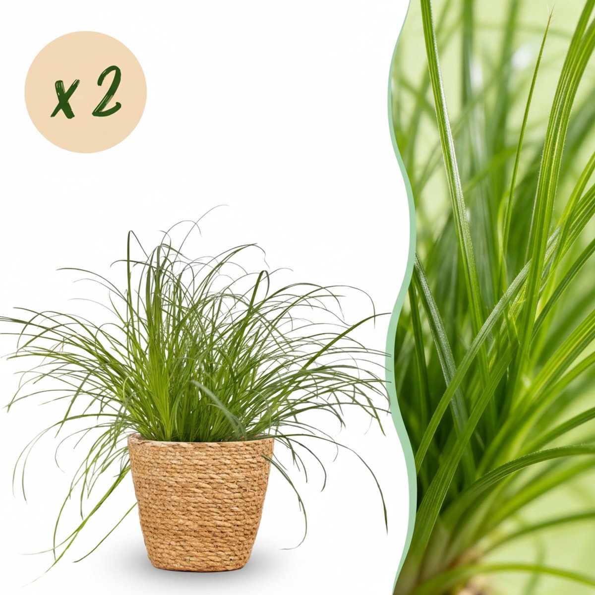 Kamerplant - Cyperus alternifolius Zumula - Kattengras - Huisdiervriendelijke Plant - Groen - 2 Planten - met Mand - Pot 12cm - Hoogte 20cm