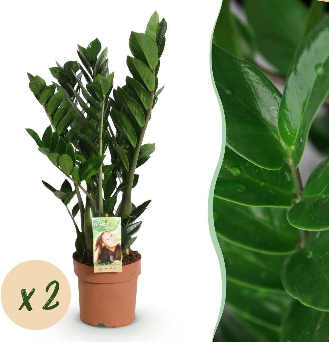 Green is... Kamerplanten - Zamioculcas - ZZ-plant - Weinig onderhoud - Groen - 2 Planten - Pot 17cm - Hoogte 65-75cm