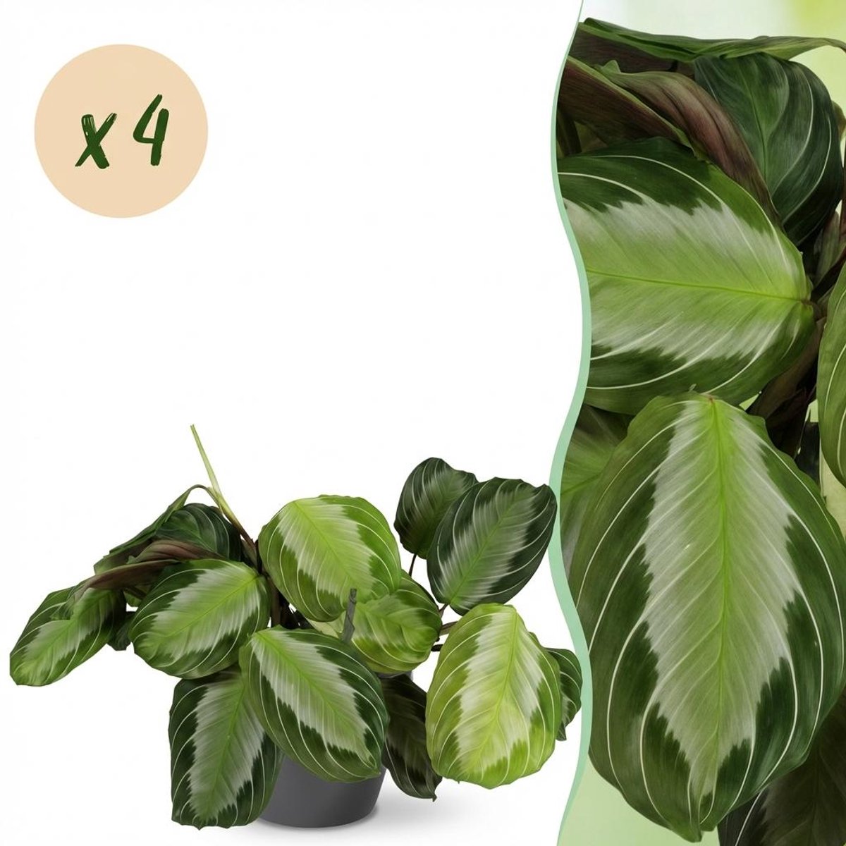 Kamerplant - Maranta Fascinator Silverband - Gebedsplant - Huisdiervriendelijke Plant - Groen - 4 Planten - met Potter Grijs - Pot 12cm - Hoogte 25cm