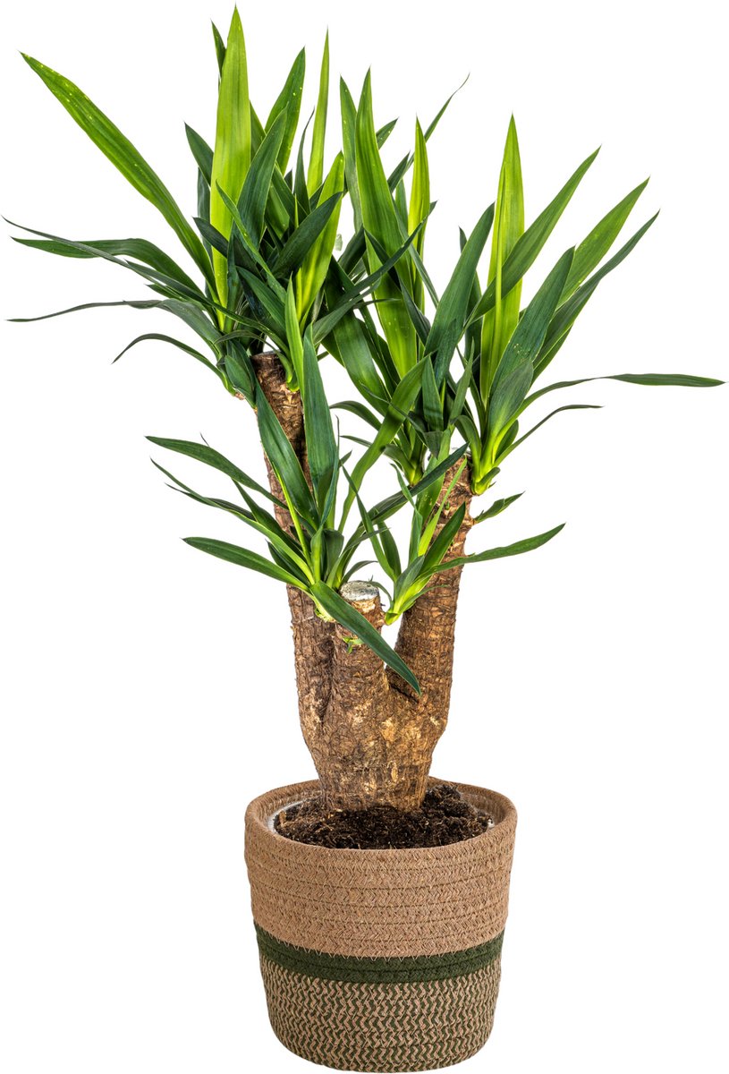 Yucca Elephantipes Vertakt met mand Ø21cm - 60 - 70cm