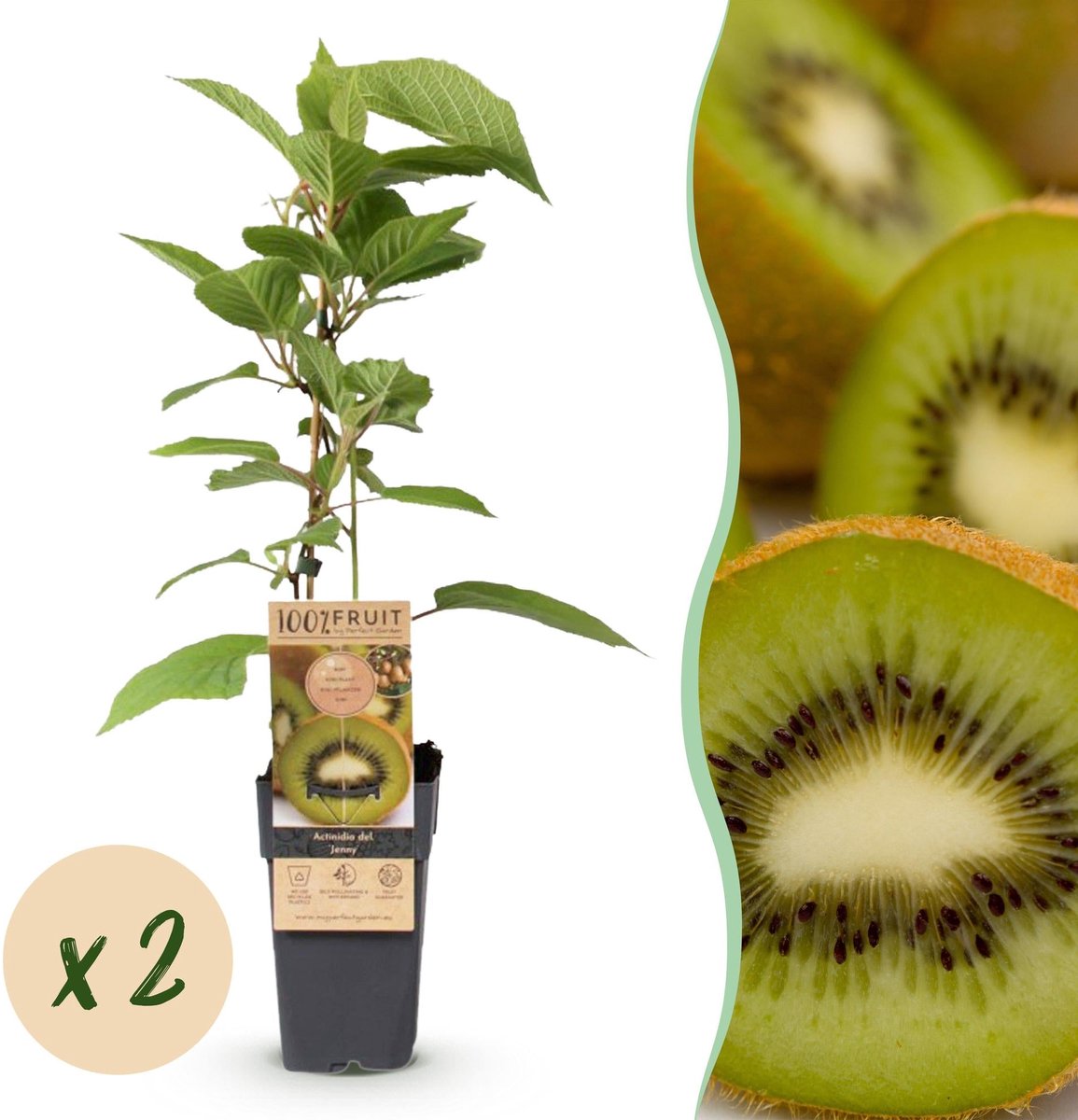 Fruitplant - Actinidia deliciosa Jenny - Kiwiplant - Zelfbestuivend - Groene Vrucht - 2 Planten - Pot 15cm - Hoogte 50cm