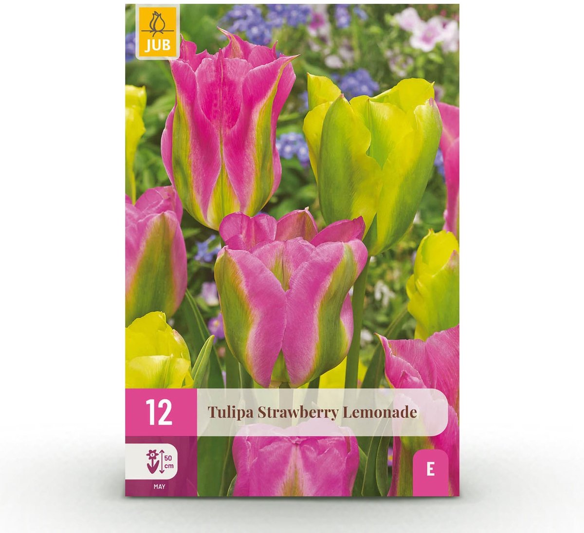 Bloembollen - Tulp Strawberry Lemonade - Diversen Kleuren - 12 stuks - Bolmaat 11/12 - XXL Pack