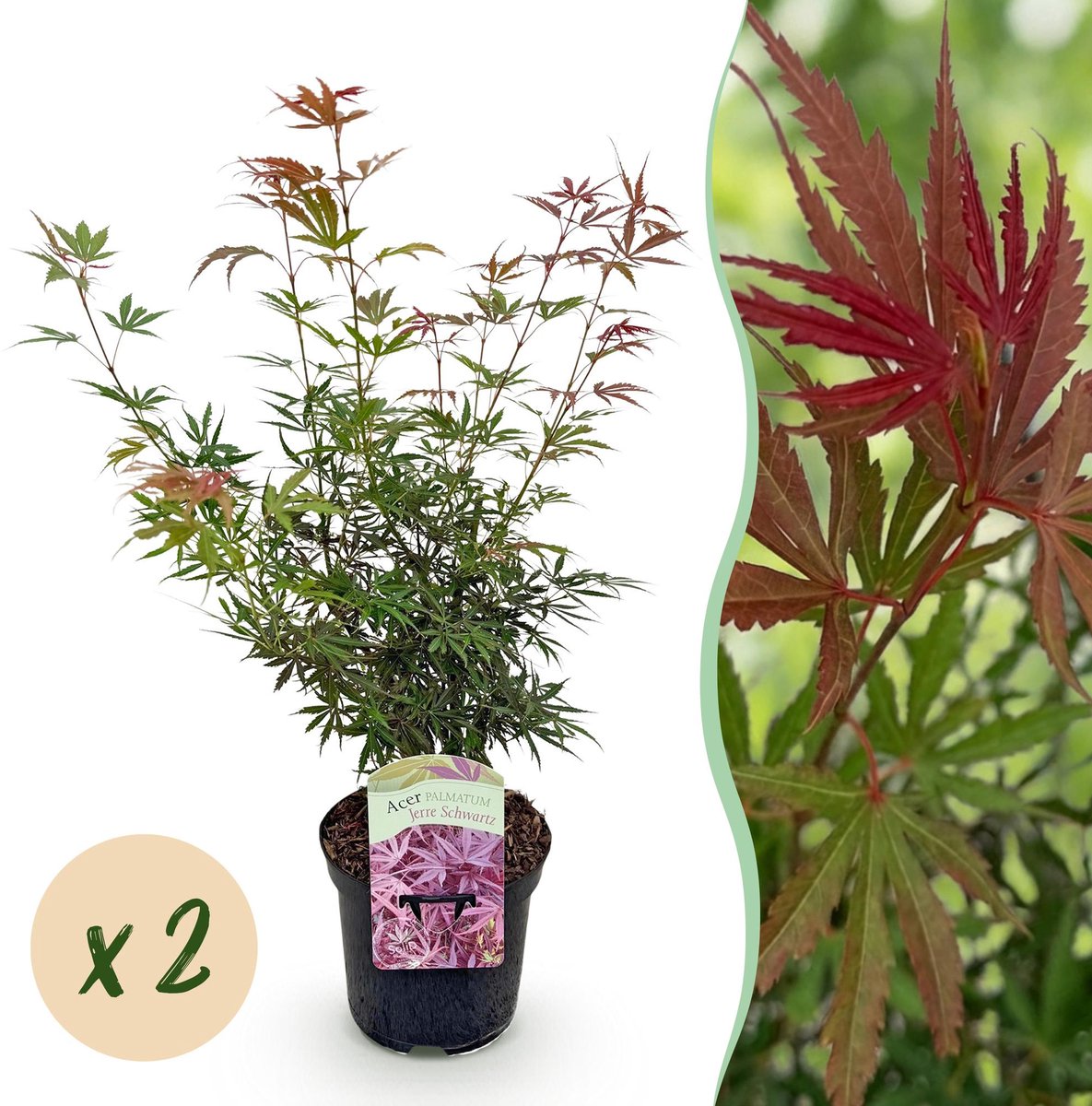 Terrasplant - Japanse Esdoorn - Acer palmatum Jerre Swarts - Donker Rood - 2 Planten - Bladverliezend - Pot 19cm Hoogte 70cm