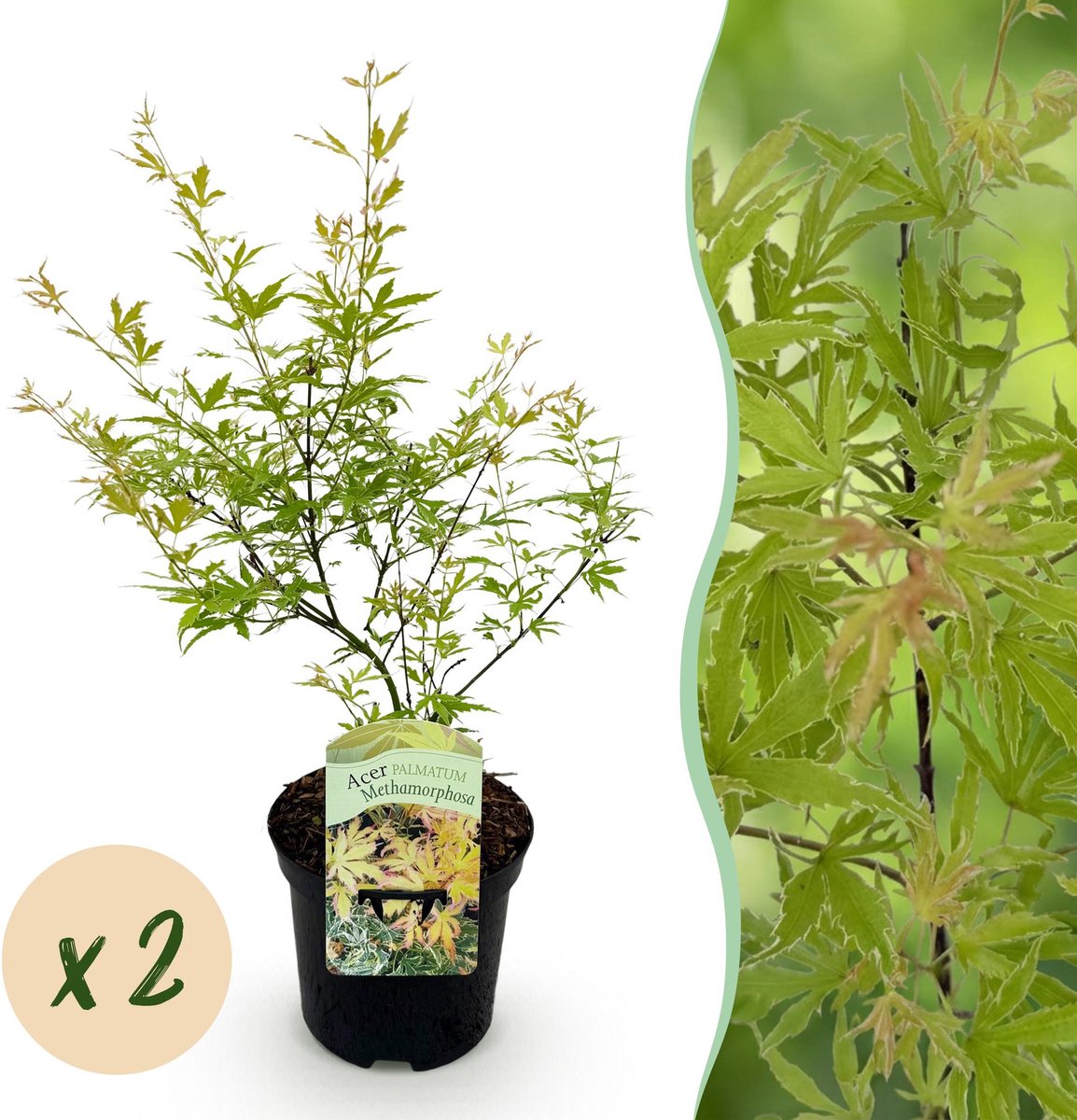 Terrasplant - Japanse Esdoorn - Acer palmatum Methamorphosa - Groen - 2 Planten - Bladverliezend - Pot 19cm Hoogte 70cm