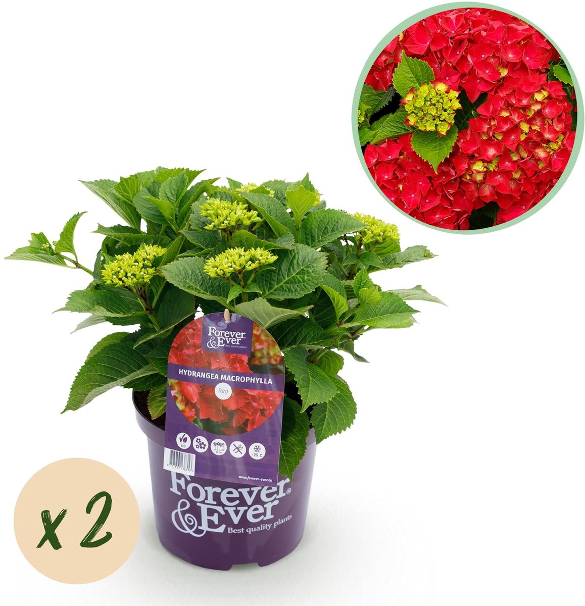 Terrasplant - Hortensia - Hydrangea Forever & Ever - Rood - 7-12 Bloemen - 2 Planten - Pot 23cm Hoogte 55cm