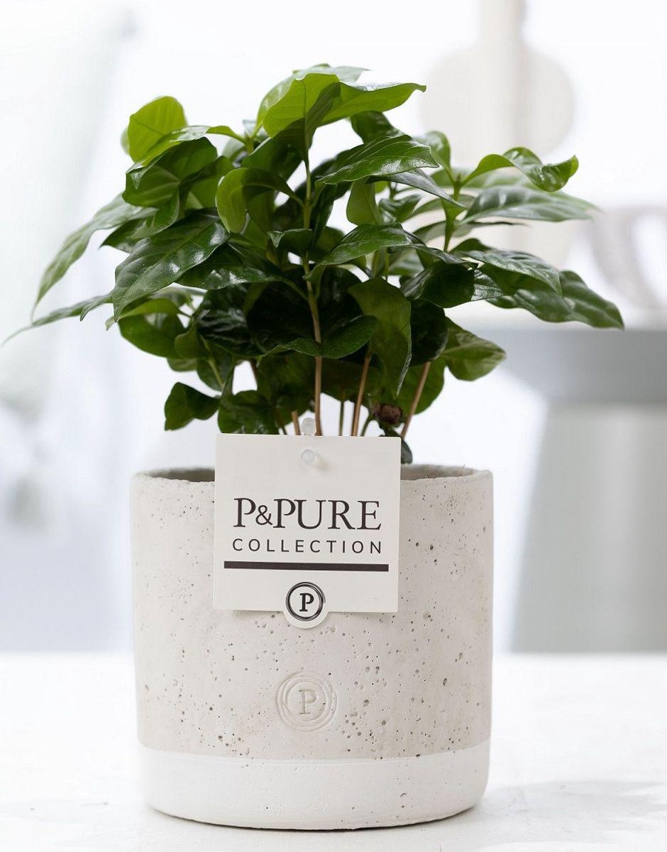Coffea Arabica In P&PURE Jade Ceramics - Ø12cm - 20cm