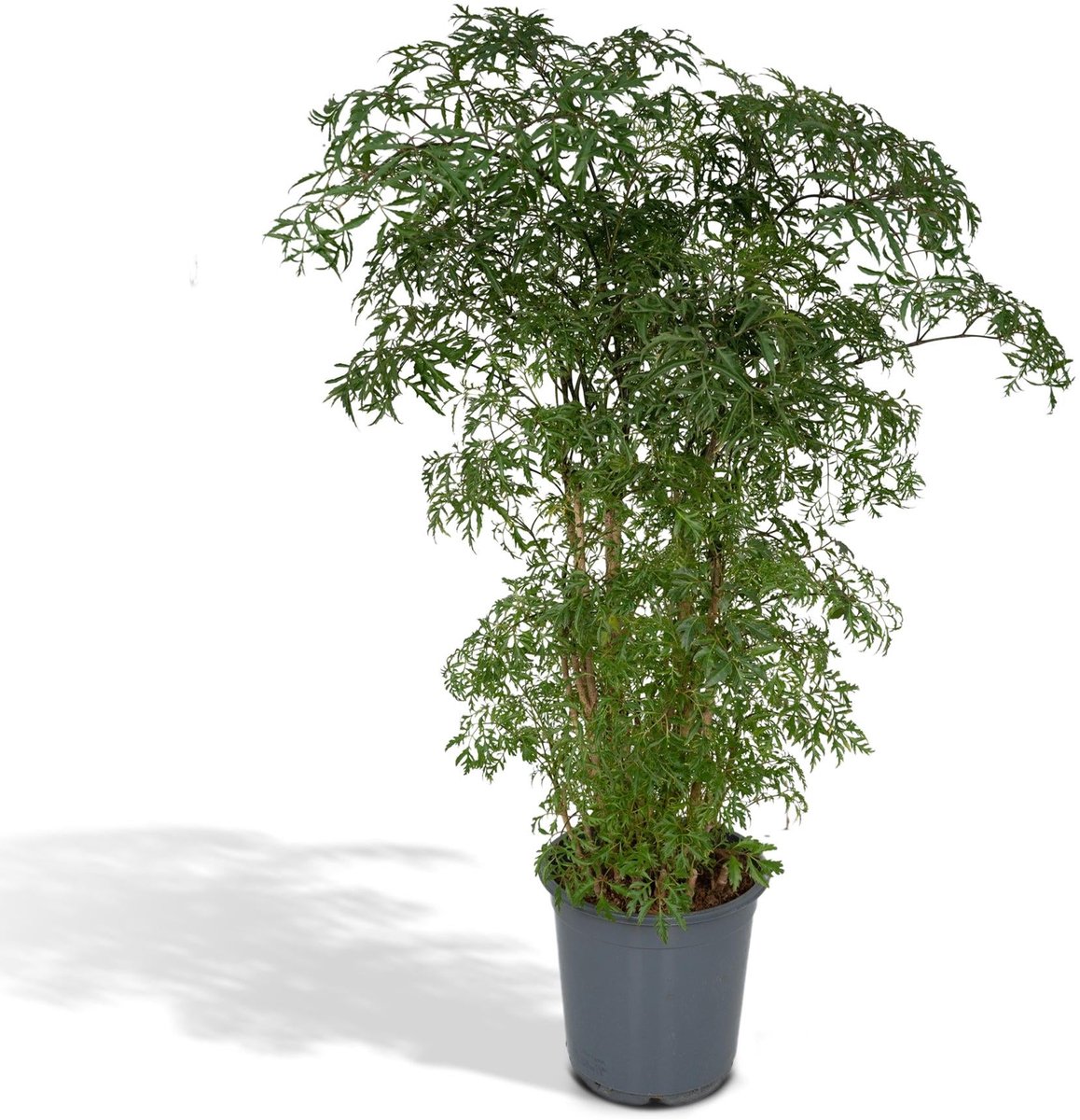 Polyscias Fruticosa (Aralia) - Ø21cm - 75cm