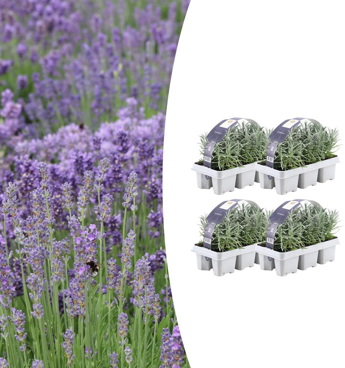 4x 6 pack Lavendel angustifolia - Ø7 cm - 15 cm