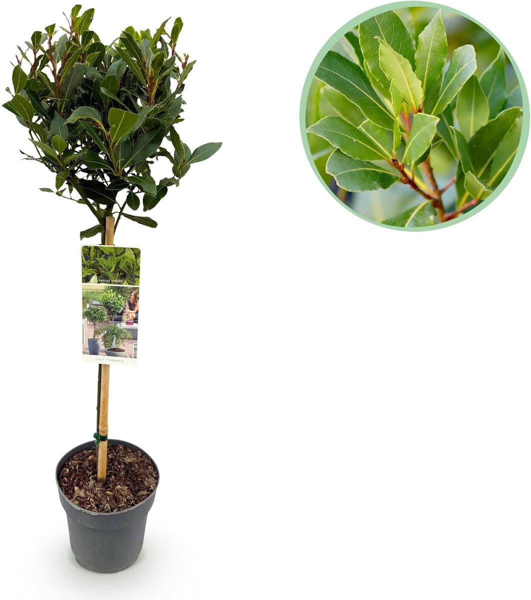 Plant op Stam - Laurus nobilis - Terras Plant - Bladhoudend - Winterhard - Groen Blad - Pot 19cm Hoogte 90cm