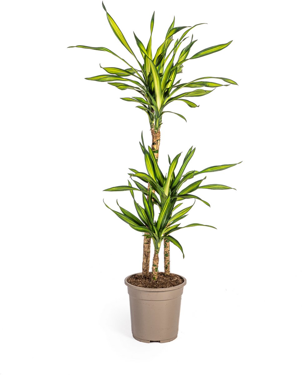Dracaena Deremensis Rikki Ø21cm - 90 - 110cm