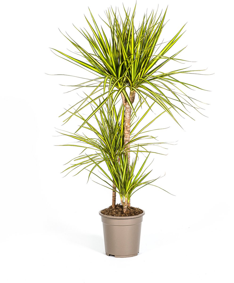 Dracaena Marginata Sunray Ø21cm - 100-110cm