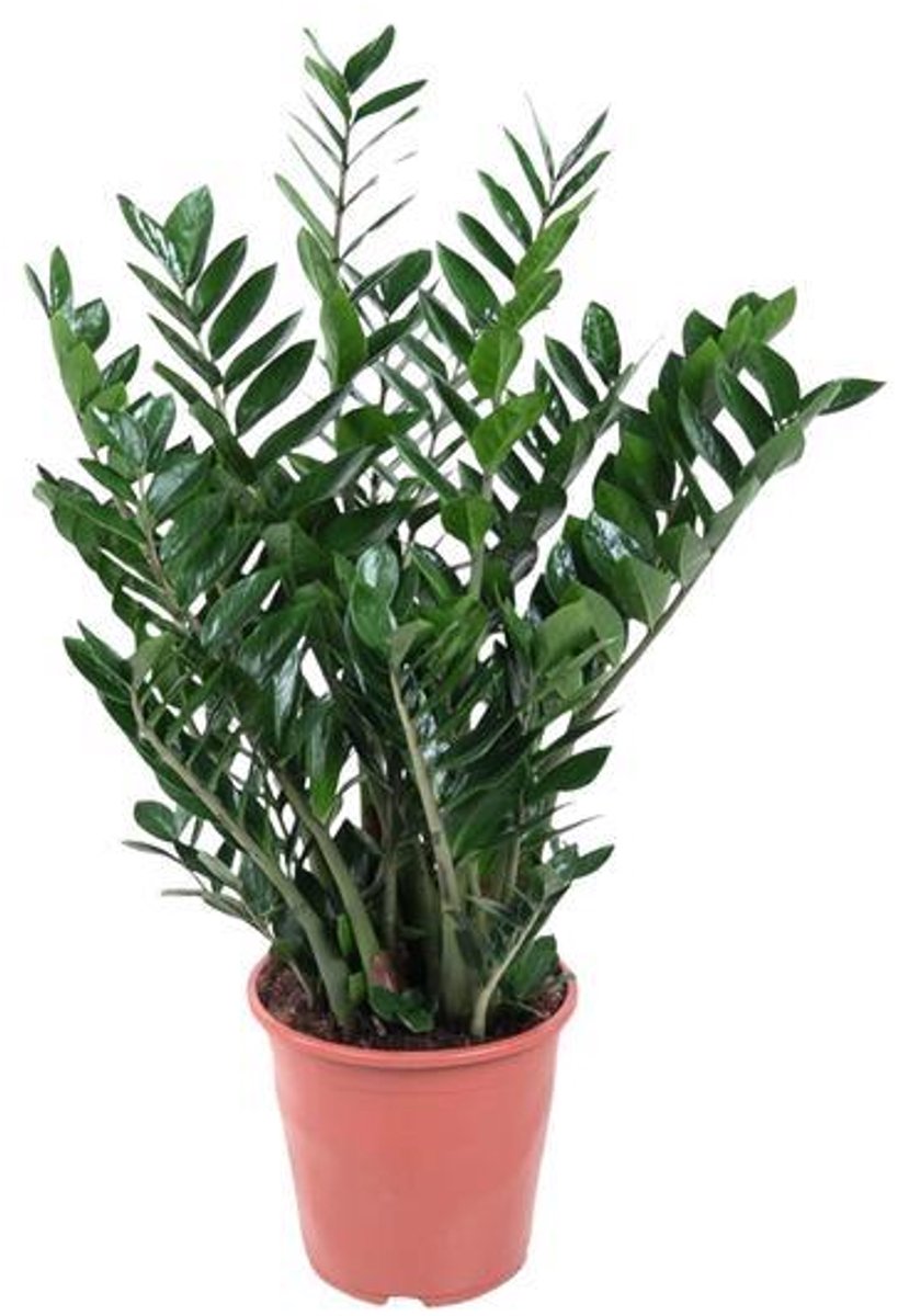 Zamioculcas - 90cm ⌀21-24cm