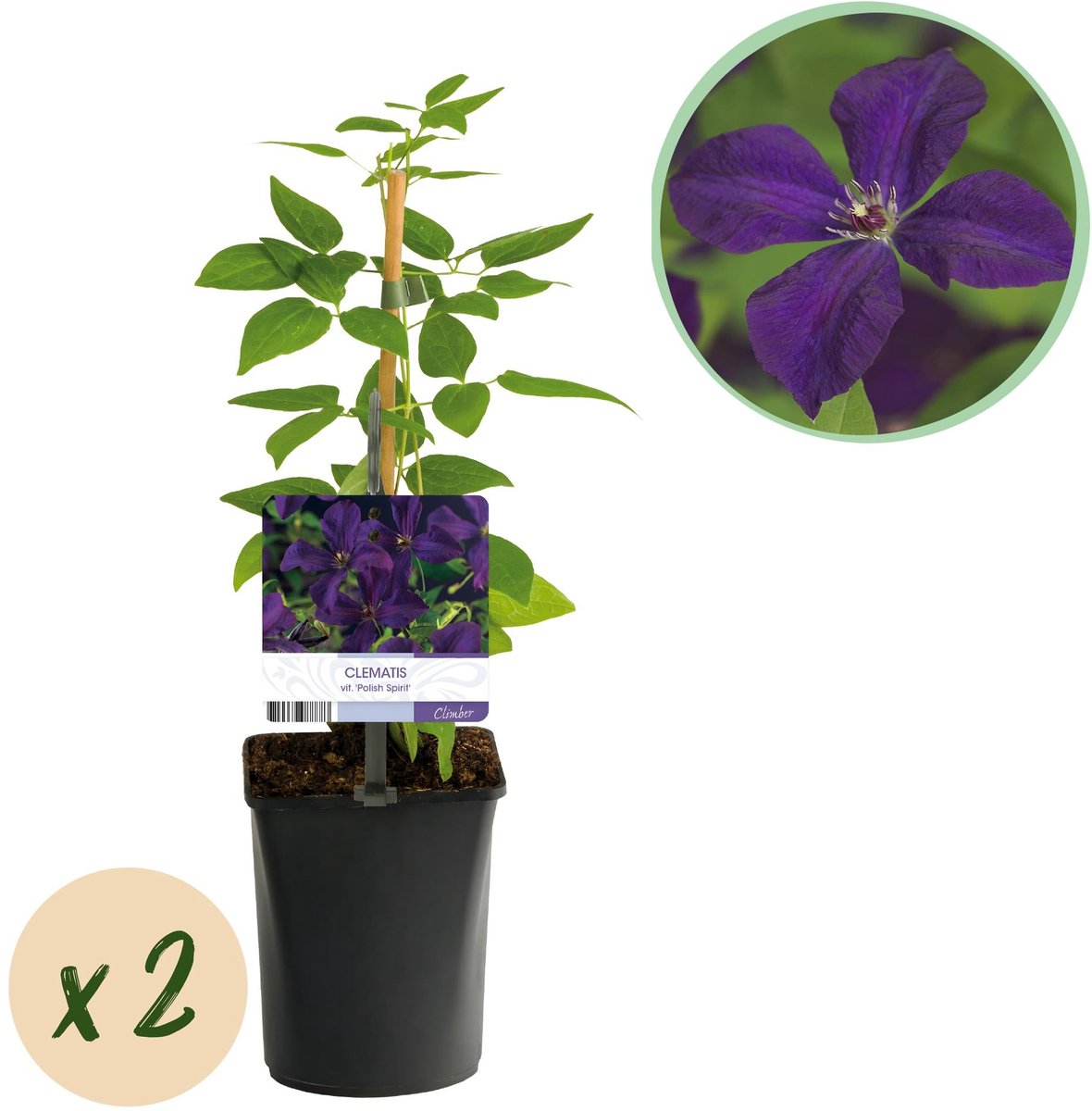 Klimplant - Clematis vit. Polish Spirit - Bloem Roze - Weinig onderhoud -2 planten - Pot 11cm Hoogte 40cm