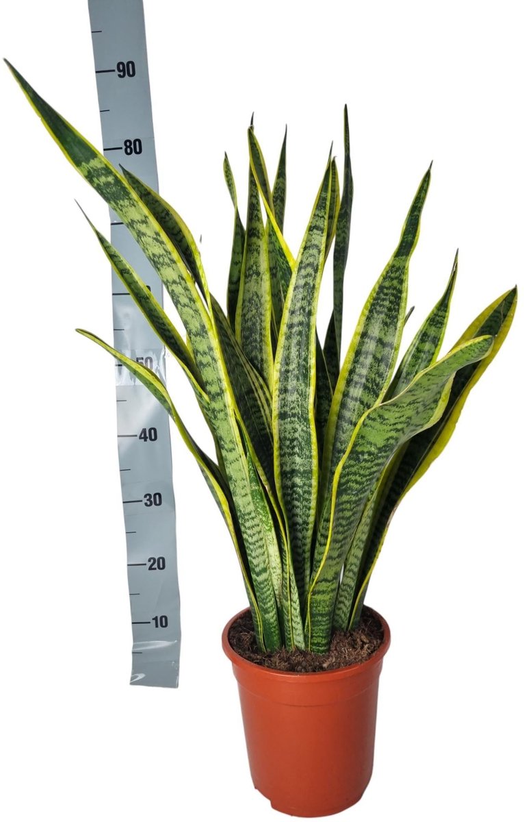 Sansevieria Laurentie - 90cm
