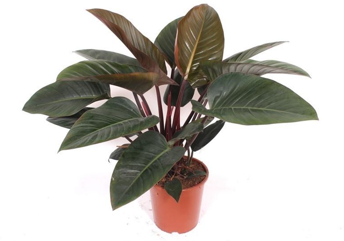 Philodendron Red Beauty - 100cm