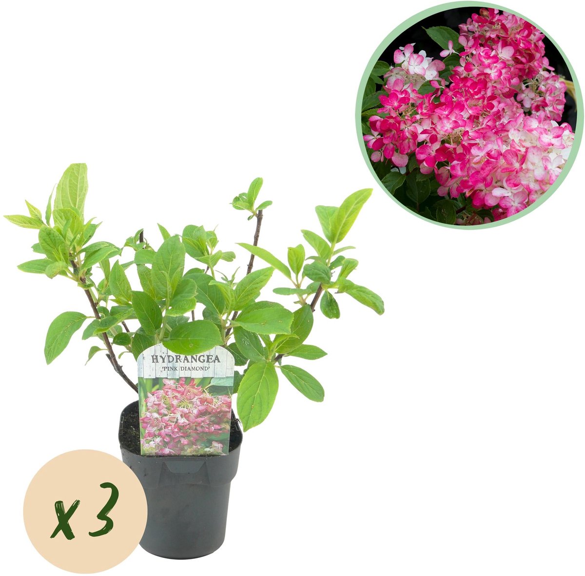 Pluim Hortensia - Hydrangea panniculata Pink Diamond - Bloem Wit Roze - 3 Planten - 1 m2 - Bladverliezend - Grote Bloemen - Pot 17cm Hoogte 50cm