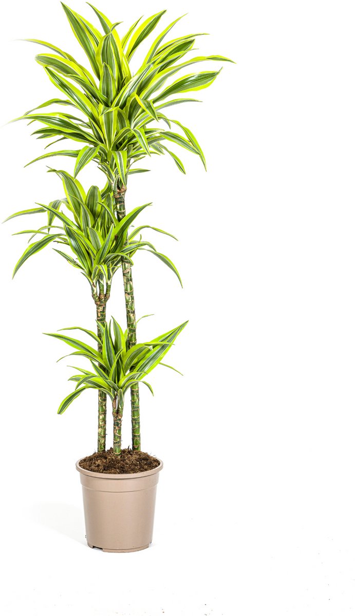 Dracaena Deremensis Lemon Lime Ø24cm - 130 - 150cm