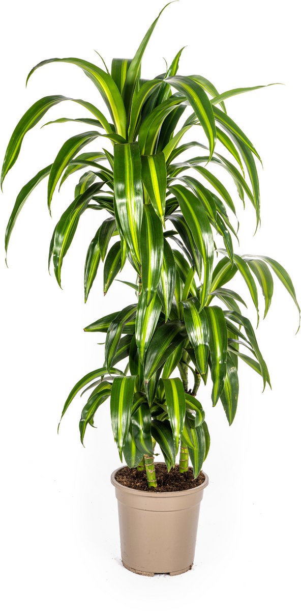 Dracaena Deremensis Hawaiian Sunshine Ø21cm - 90 - 110cm